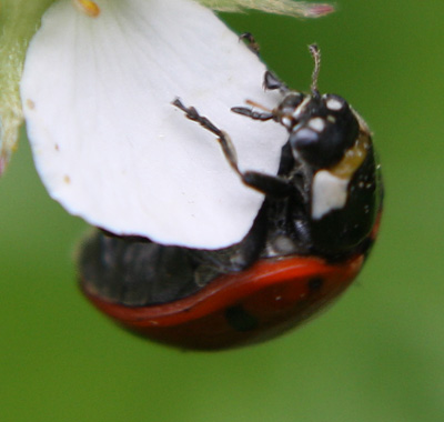 Coccinella septempunctata